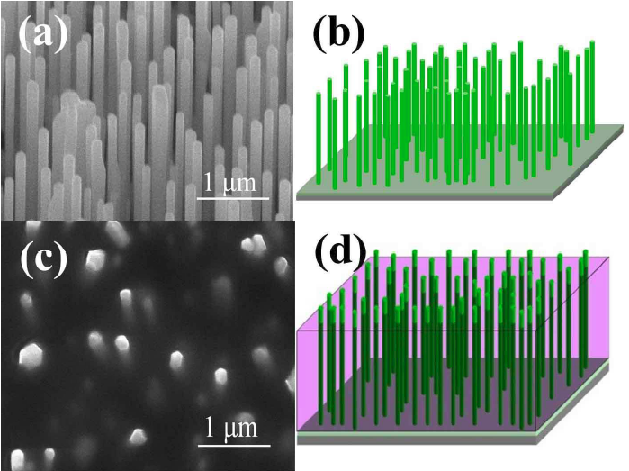 ZnO纳米阵列.png